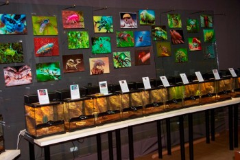 Выставка живых тропических насекомых